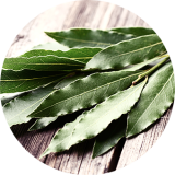 Eucalyptus leaf 